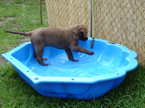 un cane d'acqua :-))