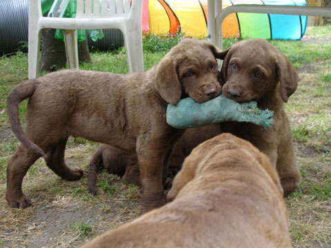 DUE cani da lavoro :-))
