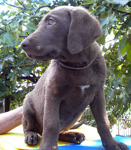 Fiorella
