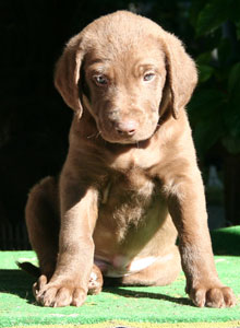 Mr. Oliva