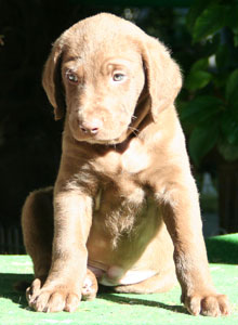 Mr. Oliva