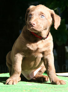 Mr. Rosso
